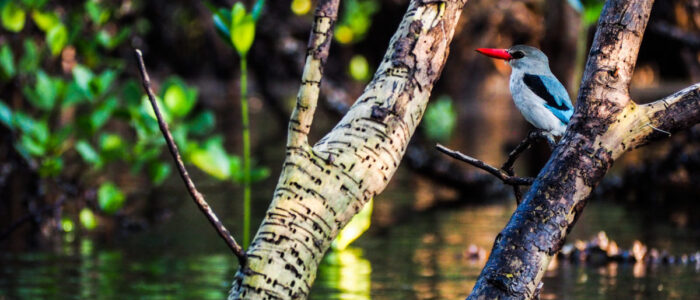 3. Kingfisher mangrove Nuarro e1540281967182