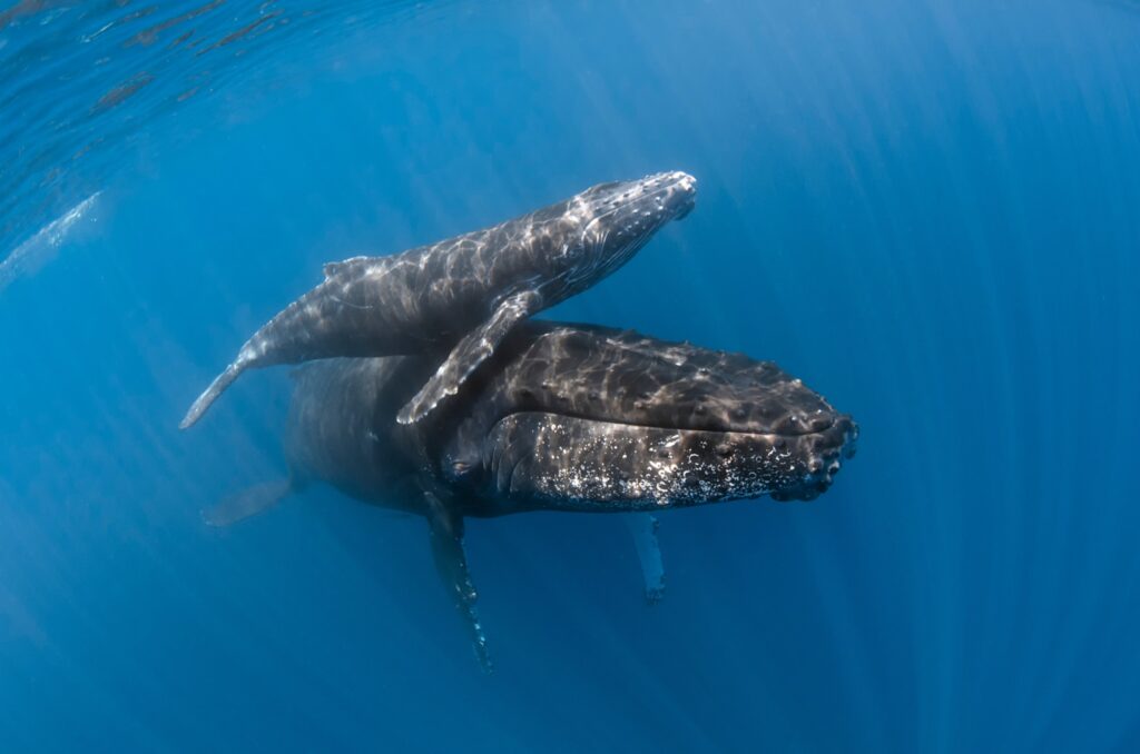 mother and calf humpback whale 2022 05 05 03 34 44 utc 1